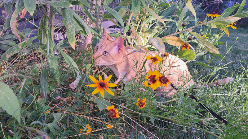 Roland prowling around a flower bush in our yard.